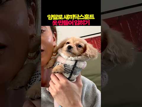 양말로 새끼닥스훈트 옷 만들어 입히기 thumbnail