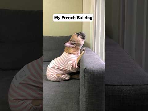 Which French Bulldog Is Your Spirit Animal? 🥹 thumbnail