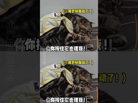 猫猫：亖尾巴！不许理她！#猫咪##萌宠##万万没想到#离谱 #搞笑 thumbnail