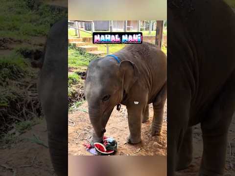 குட்டி கோல்டு ? மம்மி ? அர்னால்டு ? non veg திங்குறவனக்கு மம்மி தர்பூசணி எதுக்கு ? thumbnail
