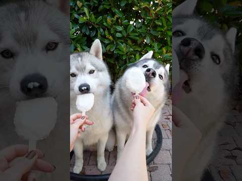 Come preparare dei GELATI al MANGO per CANI! 🐶🍦😍🥭 #ricette #gelato #cani #dog #dogs thumbnail