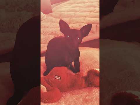 EVIL DOG #dog #dogshorts #doglife @AdamPecoraroVideos thumbnail