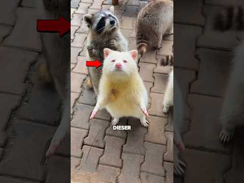 Dieser Waschbär ist blind 🥺 #shorts thumbnail