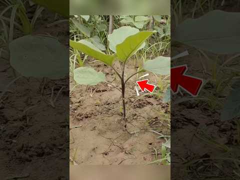 Nông Dân Ghép Cà Chua Lên Cây Cà Tím #shorts thumbnail