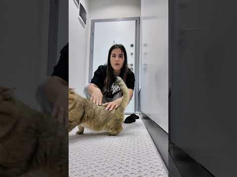 Kedimin bana yaptıklarını yapıyorum? thumbnail