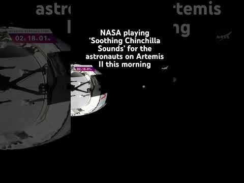 What better way to wake in space? 🌍 🐭 #chinchilla #space #nasa #artemis #pets thumbnail