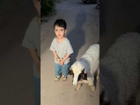 جبتلهم خروف عيد الاضحى 🐏🤣#مجودي #جودي#نتiraq thumbnail