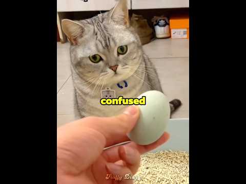 This cat laid a duck egg ??? thumbnail
