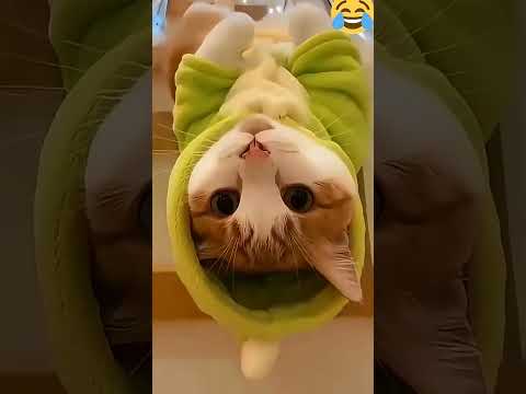 OMG😭😱🥵  Be careful 😱chú mèo hãy cẩn thận #funny thumbnail