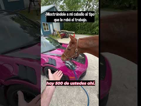 Animales Aman Los Coches 😳 thumbnail