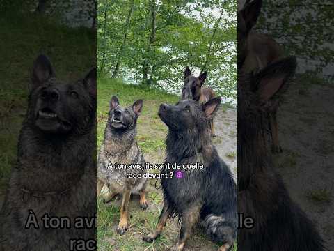 Celui qui trouve la race des deux chiens devant￼ gagne des bisous d’Adès🤗 #ades #malinois #tervuren thumbnail