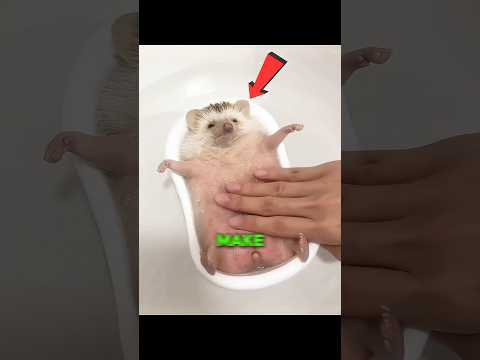 Hedgehog will never tell you these things! thumbnail