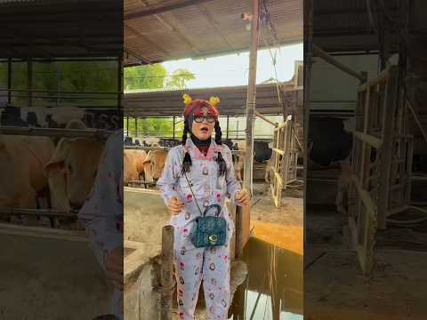 SAPI LUCU BANGET, HARGANYA 100 RIBU? | NURRAYNI25 thumbnail