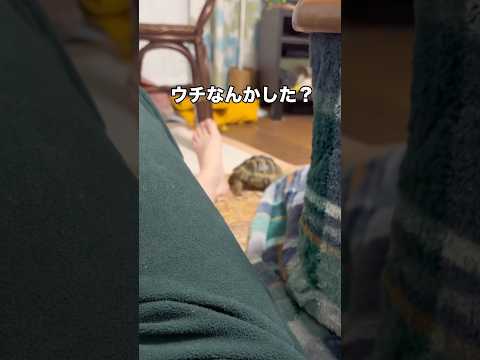 勢い任せに飼い主の足裏に頭突きしてくる亀 #ギリシャリクガメ #リクガメ #亀 #shorts thumbnail