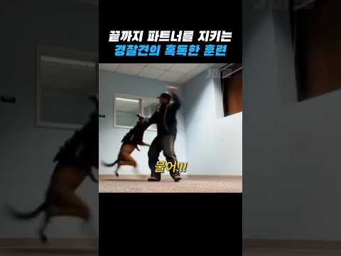경찰견이 되기 위한 혹독한 훈련 thumbnail
