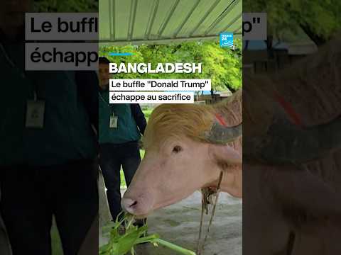 Bangladesh : le buffle "Donald Trump" échappe au sacrifice • FRANCE 24 thumbnail