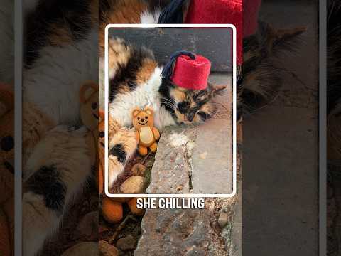 how chill is this Istanbul street cat I met on my walk? thumbnail