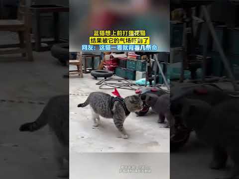 蓝猫想上前打狸花猫，结果被它的气场吓到了，网友：这猫一看就背着几条命 thumbnail
