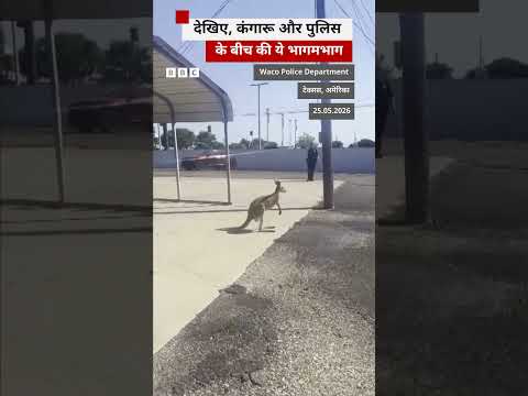जब Kangaroo को पकड़ने के लिए भागी अमेरिकी पुलिस #kangaroo #america thumbnail