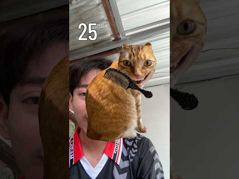 ลองทำตามเม้นต์นี้ จะทำได้จริงๆหรอ!!?😻 #ไอต้าวศิลา thumbnail