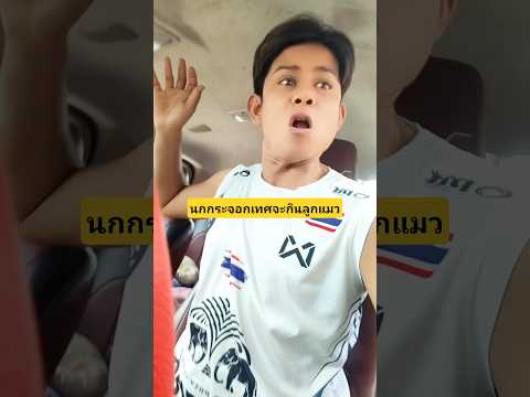 ป้อนอาหารนกกระจอกเทศไม่กินแต่จะกินลูกแมวมันคืออะไรยังไงเนี่ย #บังเอิญเจอ #funny #comedy thumbnail