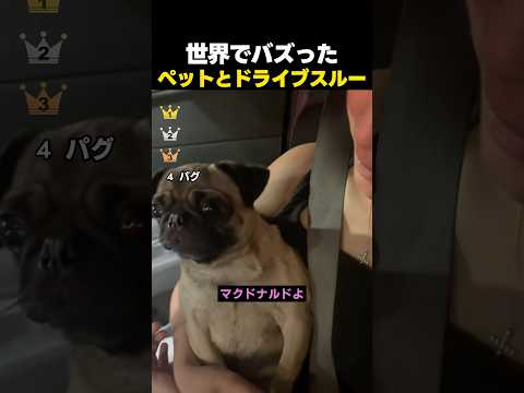 世界でバズったペットとドライブスルーに行った瞬間TOP4 thumbnail