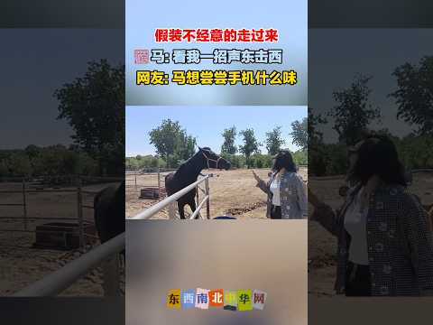 马: 来咯来咯，我来咯，看我装唐，阴她一手！ thumbnail