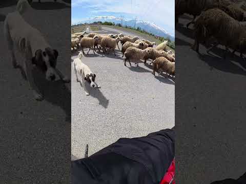 Delikanlı köpekmiş #motorcycle #ytdayibenionecikarnolur #motovlog thumbnail