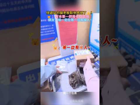 快遞站的老闆貓鬆弛感絕了👍🏻❗ 🐱：有本事…把我也取走唄😳 網友：這都能忍住不摸🥺戒過毒啊🤣 #cat #funny #cute #shorts #funnyshorts thumbnail