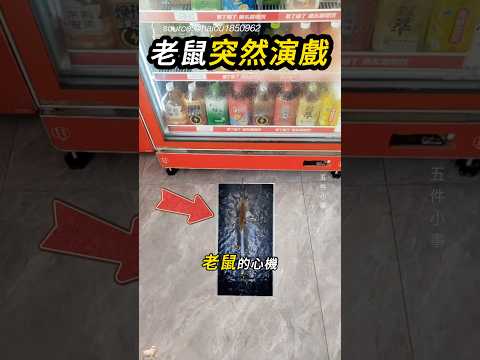 鼠类也是最佳演员🐭 thumbnail