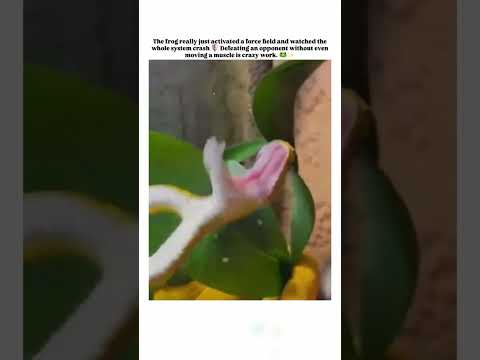 Snake vs Frog thumbnail