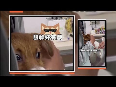傑克羅素梗打完針後不亂叫　水汪汪大眼偷看醫生融化網友 thumbnail