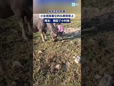 ?? 牧童骑牛：女孩踩头爬上牛背，勾起网友儿时回忆 ?? Childhood Echoes: Girl Climbs Water Buffalo's Back thumbnail