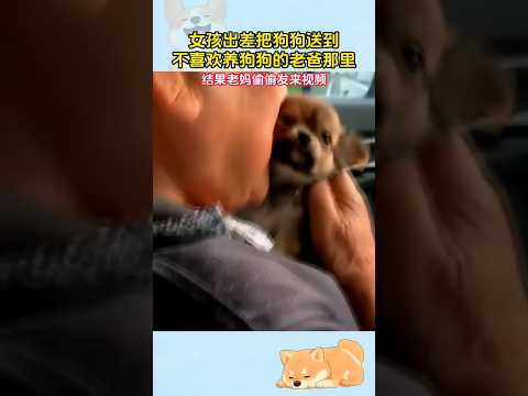 🇨🇳 女儿出差寄养狗，口是心非老爸变“犬奴” 🇬🇧 Skeptical Father Completely Won Over by Daughter's Dog thumbnail
