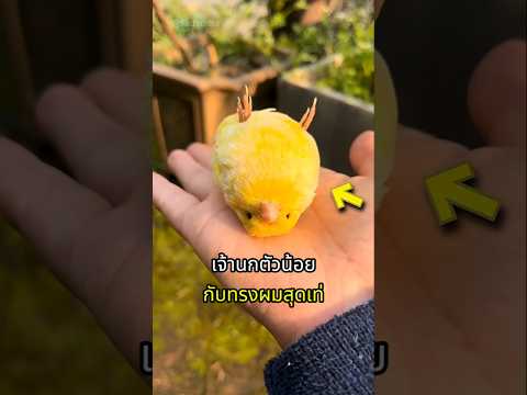นกกลอสเตอร์คานารี เจ้านกน้อยทรงผมสุดคิวท์ thumbnail