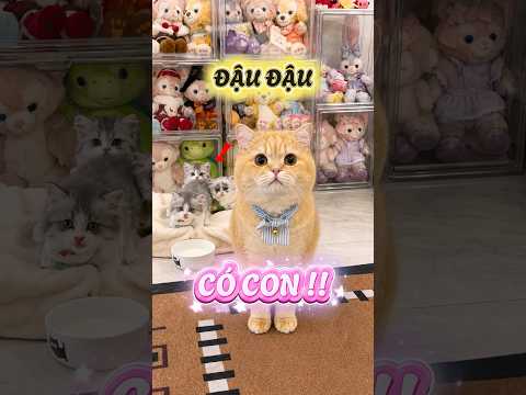 Đậu Đậu có con rồi mọi người ơi #viral #viralreelsシ #viralshorts #viralreels thumbnail