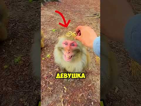 Она искала настоящего короля обезьян! 👑 thumbnail