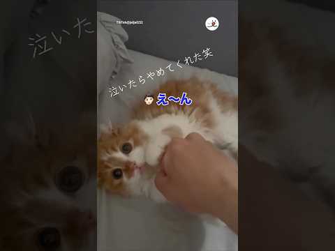 泣いたらやめてくれた笑｜PECO thumbnail