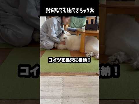 封印まったく通用しない愛犬　#greatpyrenees #大型犬のいる生活 #大型犬 #大型犬と暮らす #グレートピレニーズ #ゴールデンレトリバー #愛犬 #犬のいる生活 thumbnail