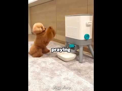This puppy loves his snack machine ??? thumbnail