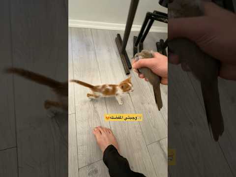 لو انتو مكاني شو بتعملو بتعطوه الطير ولا تتركوه ؟? #روناس #cat #اكسبلور #قطط #اعتني thumbnail