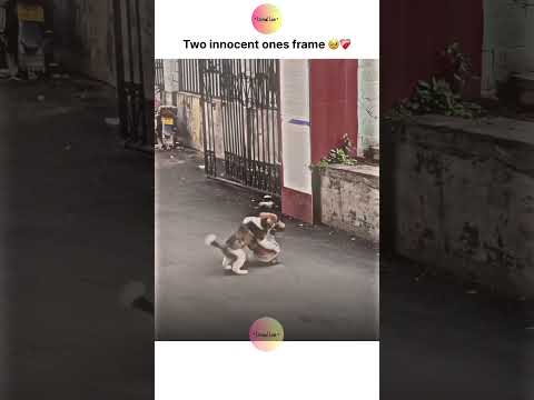 Two innocent ones frame 🥹❤️‍🩹 thumbnail