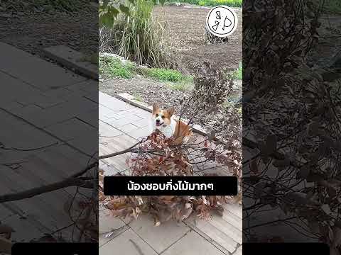 น้องชอบกิ่งไม้มากๆ thumbnail