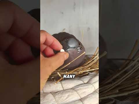 Why are spotted dove nests so flimsy?#animals #funny #funnyanimal #cute #spotteddove thumbnail