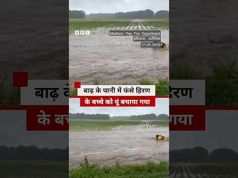 बाढ़ के पानी में फंसे हिरण के बच्चे को यूं बचाया गया #flood #deer thumbnail