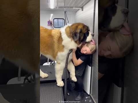 What do you mean I'm not a lap dog… Of course I am, just watch 😭🙈 thumbnail