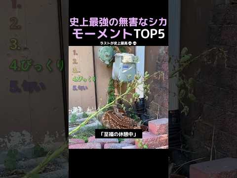 史上最強の無害なシカモーメントTOP5 thumbnail