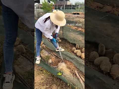 Cách thu hoạch nhím thả vườn thumbnail