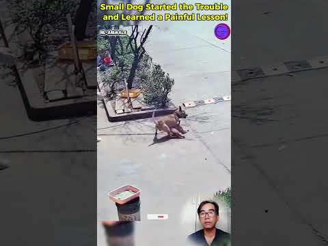 Small Dog Started the Trouble and Learned a Painful Lesson! #shortvideo #dog #pets #omg #viral thumbnail