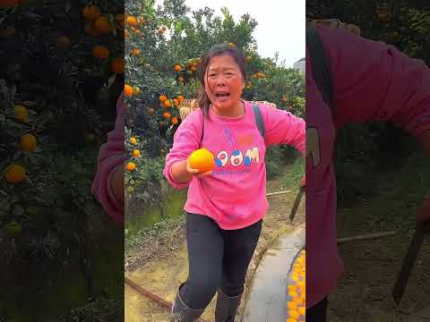 هذه البرتقالات لذيذة جدًا! 🍊😋 thumbnail